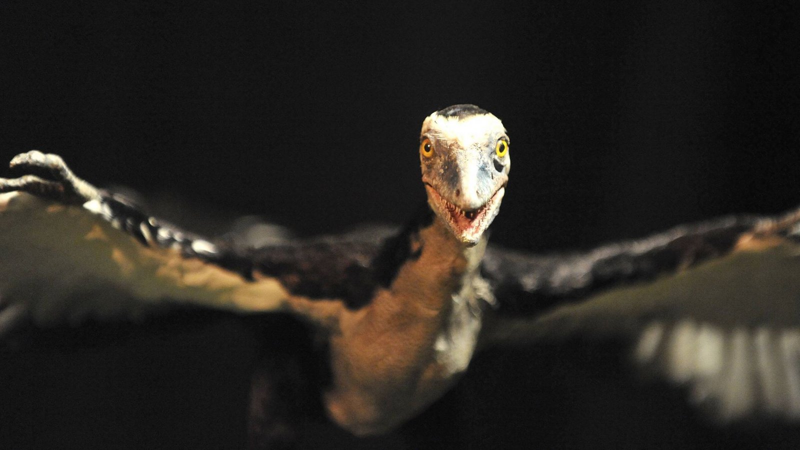Ikone der Evolution: Der Archaeopteryx lebte vor 150 Millionen Jahren und war eine Mischung aus Dinosaurier und Vogel.Foto: Imago/ZumaPress Wire Ikone der Evolution: Der Archaeopteryx lebte vor 150 Millionen Jahren und war eine Mischung aus Dinosaurier und Vogel.Foto: Imago/ZumaPress Wire