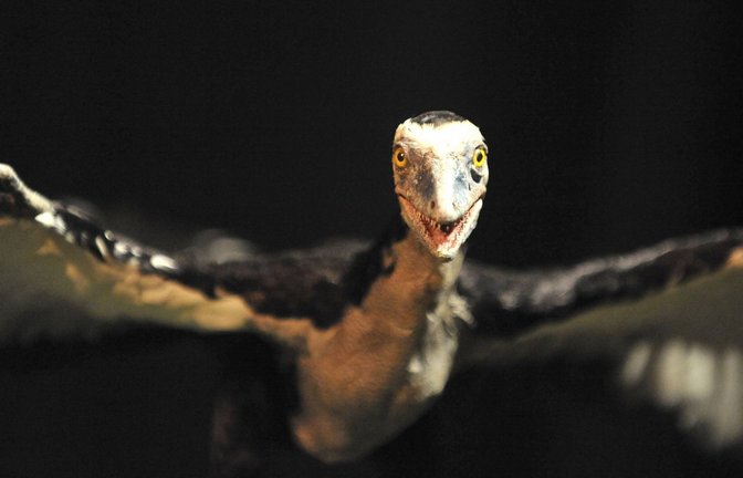 Ikone der Evolution: Der Archaeopteryx lebte vor 150 Millionen Jahren und war eine Mischung aus Dinosaurier und Vogel.<span class='image-autor'>Foto: Imago/ZumaPress Wire</span>