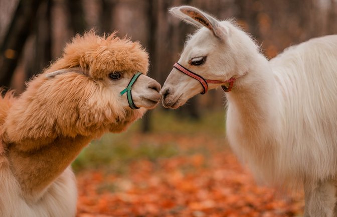 gehören zu den beliebten Tieren: Lamas und Alpakas.<span class='image-autor'>Foto: Helen Iv / shutterstock.com</span>