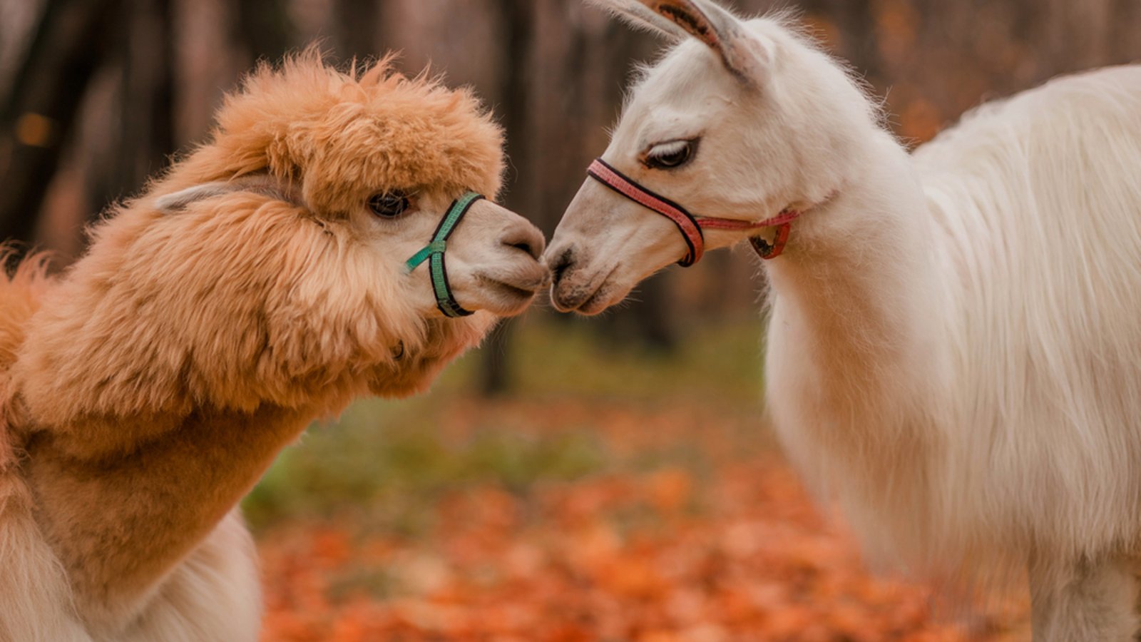 gehören zu den beliebten Tieren: Lamas und Alpakas.Foto: Helen Iv / shutterstock.com