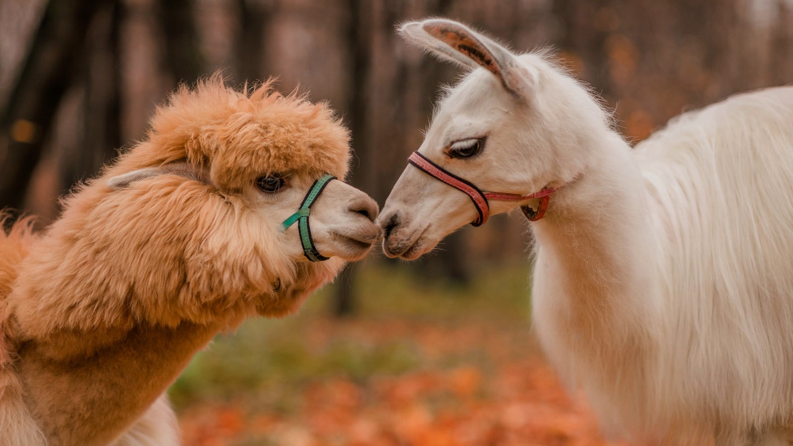 Lama und Alpaka Das sind die Unterschiede