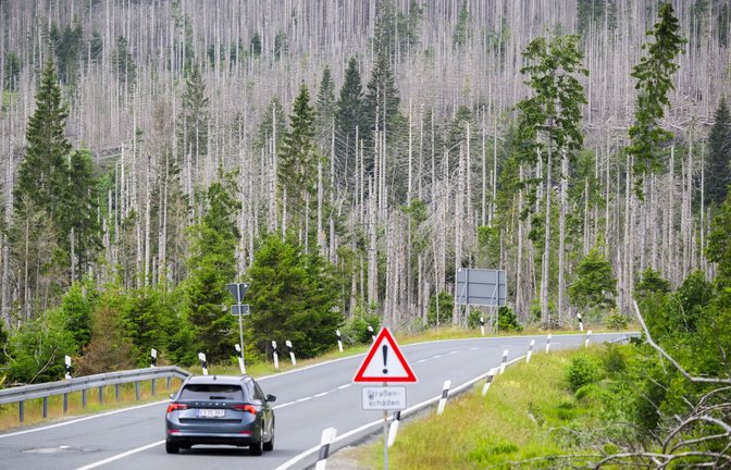 Im Harz sind schon heute viele Fichtenwälder abgestorben durch Hitze, Trockenheit und Borkenkäfer.<span class='image-autor'>Foto: dpa/Julian Stratenschulte</span>