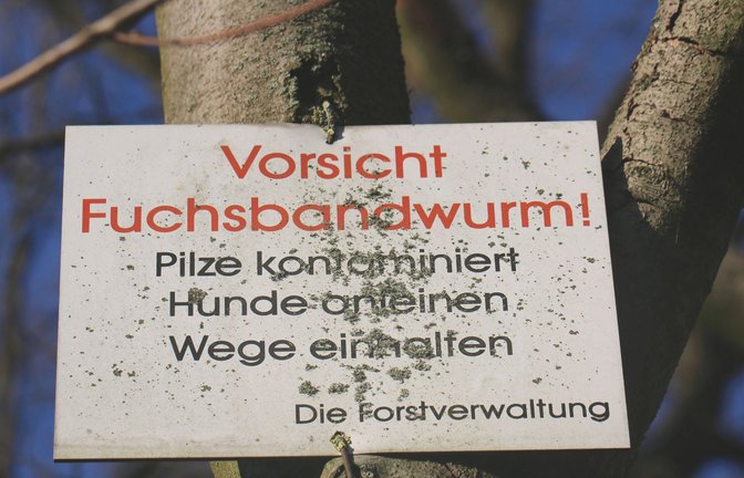 Der Fuchsbandwurm ist in Deutschland heimisch.<span class='image-autor'>Foto: imago images/blickwinkel</span>