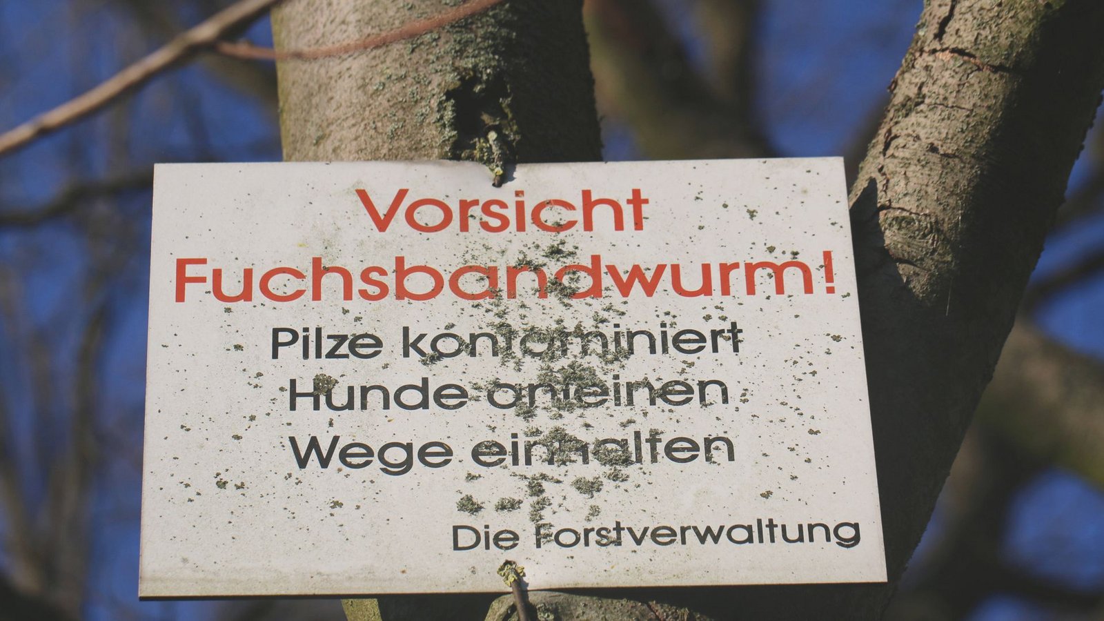 Der Fuchsbandwurm ist in Deutschland heimisch.Foto: imago images/blickwinkel Der Fuchsbandwurm ist in Deutschland heimisch.Foto: imago images/blickwinkel