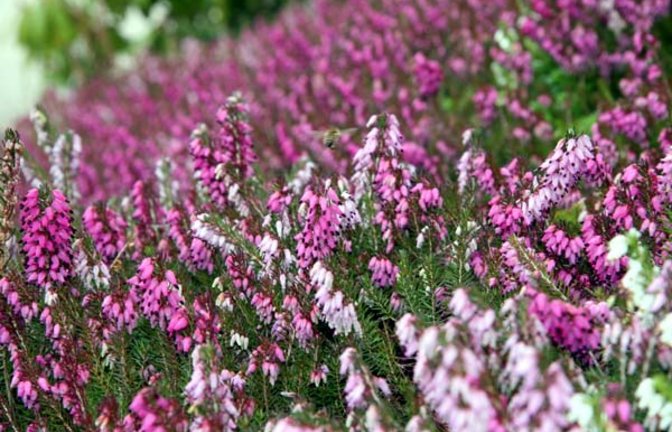 Prima Bienenweide, die Heide. Foto: Rücker