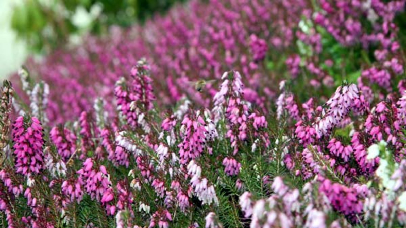 Prima Bienenweide, die Heide. Foto: Rücker