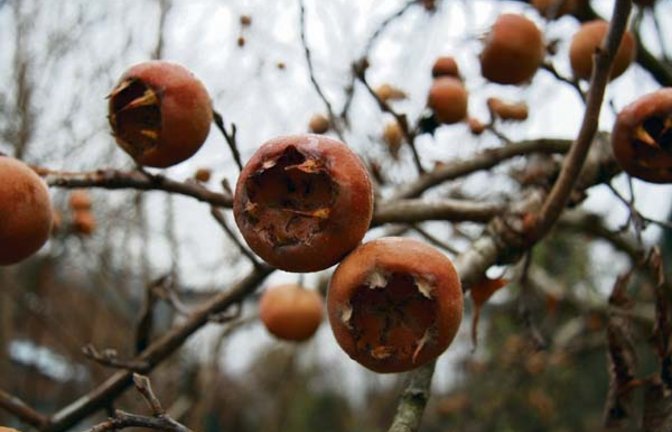 Hübsch mit den Zipfeln: die Mispel-Früchte. Foto: Rücker