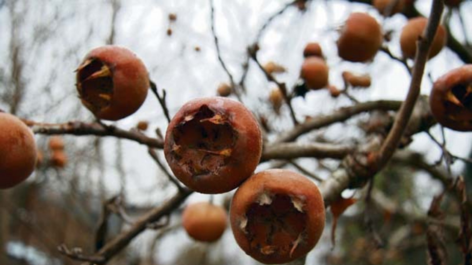 Hübsch mit den Zipfeln: die Mispel-Früchte. Foto: Rücker