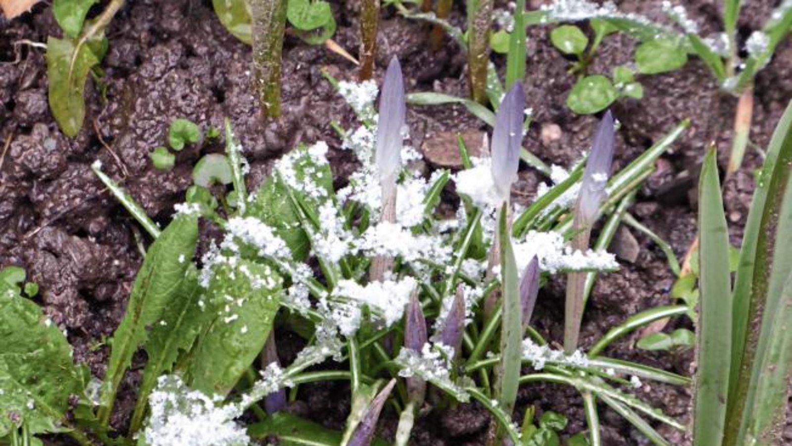Werner Katzenwadel schreibt zu seinem Foto: Zartes Violett an Schneeflocken, Krokusse und Rosmarinblüte. Werner Katzenwadel schreibt zu seinem Foto: Zartes Violett an Schneeflocken, Krokusse und Rosmarinblüte.