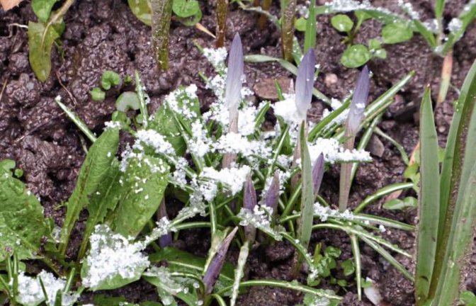 Werner Katzenwadel schreibt zu seinem Foto: Zartes Violett an Schneeflocken, Krokusse und Rosmarinblüte.