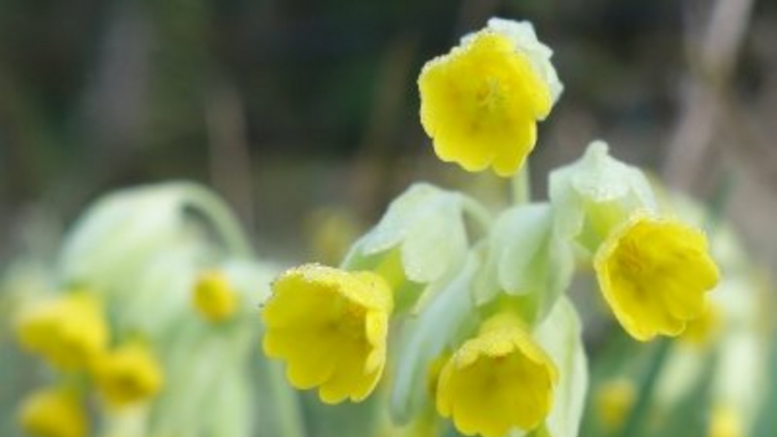 Die Schlüsselblume.  