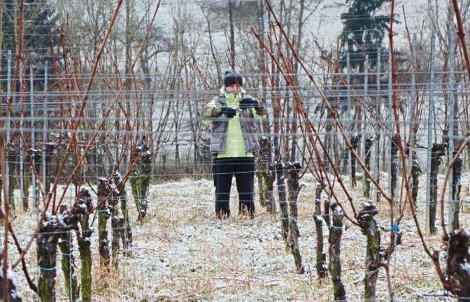 Im letzten Auricher Weinberg wird geschafft.  Foto: Rücker
