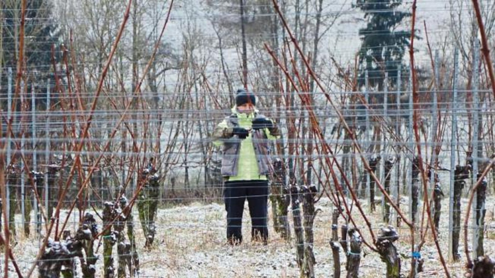 Im letzten Auricher Weinberg wird geschafft.  Foto: Rücker