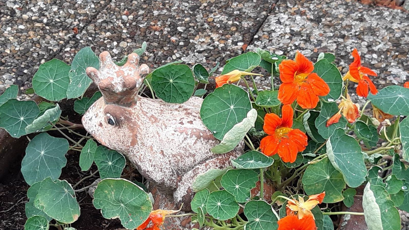 Wer von einem Froschkönig träumt, wird auf einer Terrasse in Horrheim fündig – versteckt in der Kapuzinerkresse. Foto: Kraft-von Hausen Wer von einem Froschkönig träumt, wird auf einer Terrasse in Horrheim fündig – versteckt in der Kapuzinerkresse. Foto: Kraft-von Hausen