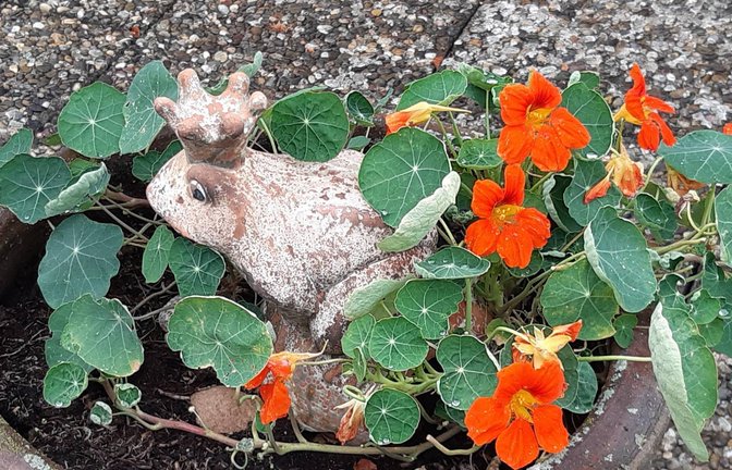 Wer von einem Froschkönig träumt, wird auf einer Terrasse in Horrheim fündig – versteckt in der Kapuzinerkresse.  <span class='image-autor'>Foto: Kraft-von Hausen</span>