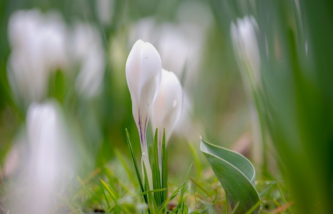 Wann wird es endlich wieder wärmer?<span class='image-autor'>Foto: Wut_Moppie / shutterstock.com</span>