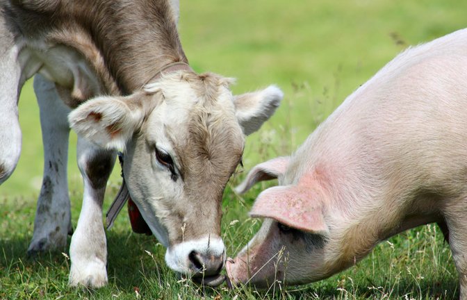 Die Krankheit betrifft vor allem Klauentiere.<span class='image-autor'>Foto: sal73it / shutterstock.com</span>
