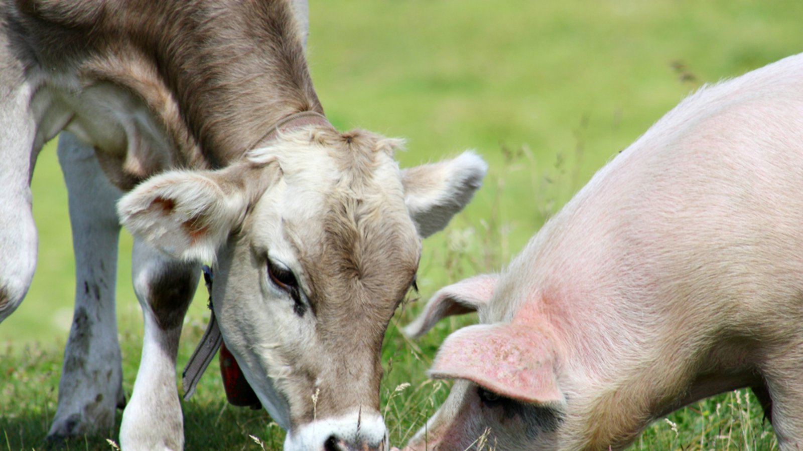 Die Krankheit betrifft vor allem Klauentiere.Foto: sal73it / shutterstock.com Die Krankheit betrifft vor allem Klauentiere.Foto: sal73it / shutterstock.com