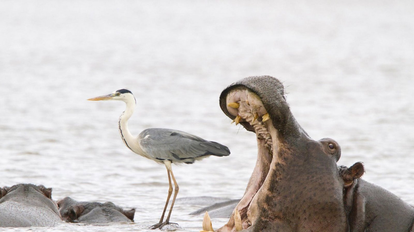 Oh Schreck. Dieser Fischreiher steht wirklich sehr ungeschickt direkt vor dem Maul eines Nilpferdes.Foto: Comedy Wildlife Photo Award/Jean Jacques Alcalay aus Frankreich Oh Schreck. Dieser Fischreiher steht wirklich sehr ungeschickt direkt vor dem Maul eines Nilpferdes.Foto: Comedy Wildlife Photo Award/Jean Jacques Alcalay aus Frankreich