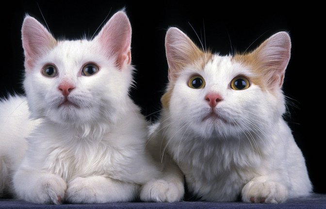 Foto: imago images/imagebroker/G. Lacz