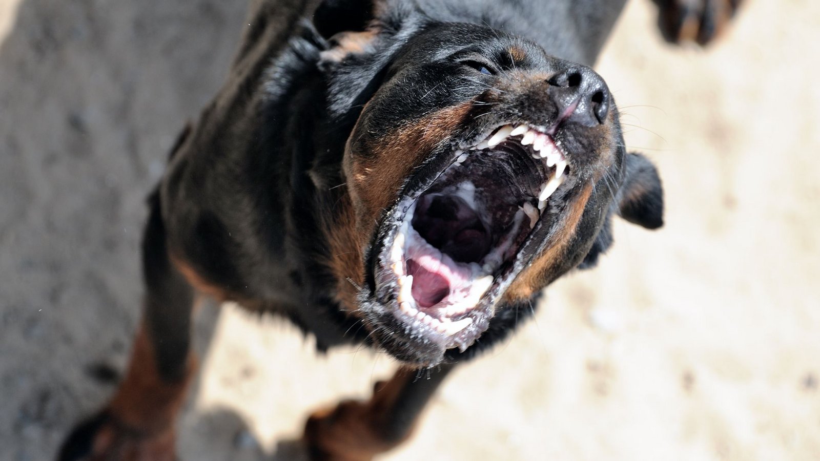 Der Halter der vier Rottweiler bemerkte den Vorfall und trennte die Tiere von der Frau. (Symbolbild)Foto: IMAGO/Funke Foto Services/IMAGO/OTTO, INGO Der Halter der vier Rottweiler bemerkte den Vorfall und trennte die Tiere von der Frau. (Symbolbild)Foto: IMAGO/Funke Foto Services/IMAGO/OTTO, INGO