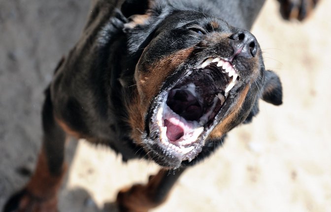 Der Halter der vier Rottweiler bemerkte den Vorfall  und trennte die Tiere von der Frau. (Symbolbild)<span class='image-autor'>Foto: IMAGO/Funke Foto Services/IMAGO/OTTO, INGO</span>