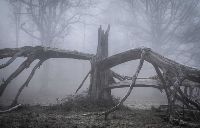Alte, vom Blitz gespaltene, solitäre Eiche an einem nebeligen Tag in Hohenlohe.<span class='image-autor'>Foto: Imago/Imagebroker</span>