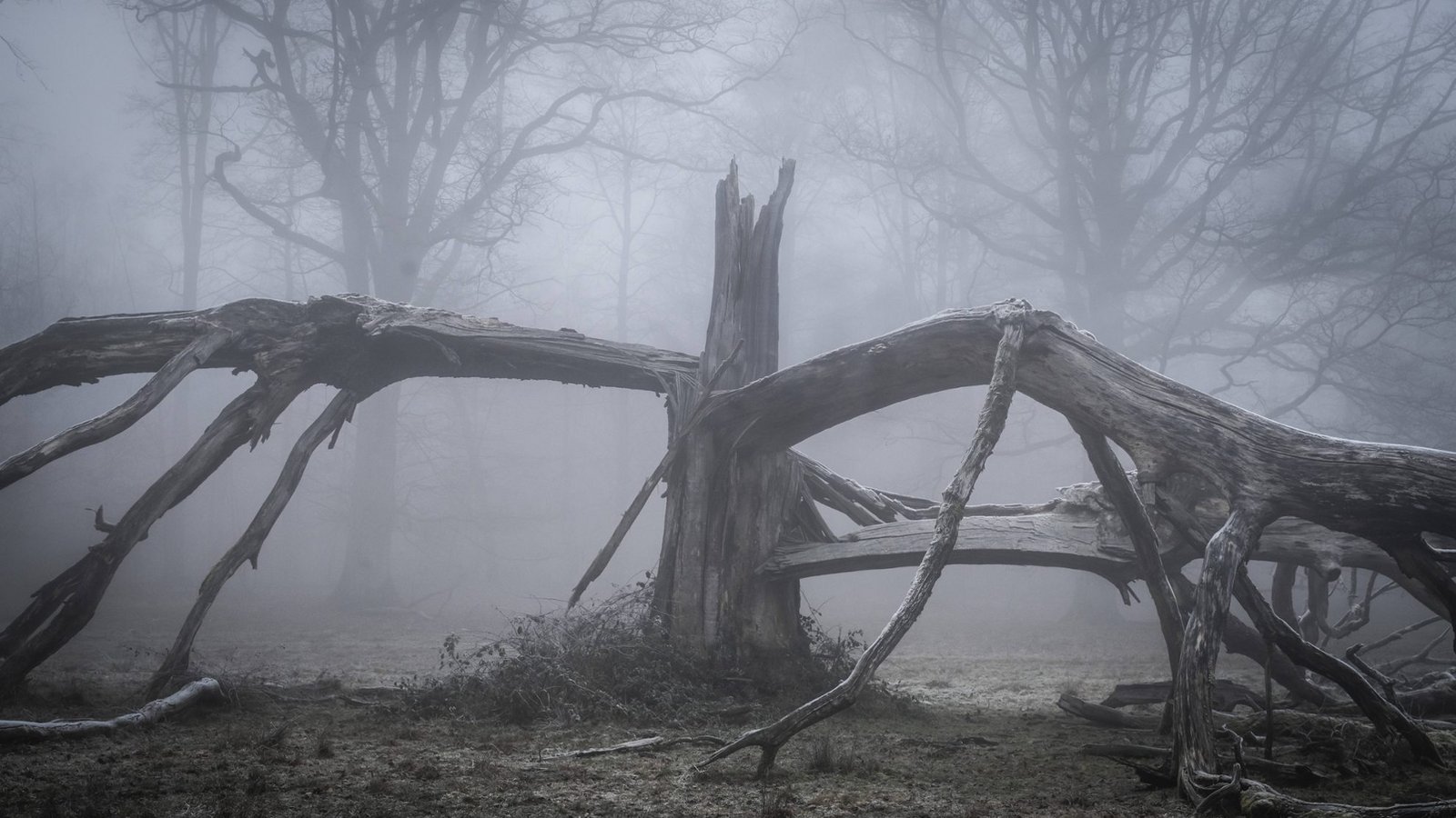 Alte, vom Blitz gespaltene, solitäre Eiche an einem nebeligen Tag in Hohenlohe.Foto: Imago/Imagebroker Alte, vom Blitz gespaltene, solitäre Eiche an einem nebeligen Tag in Hohenlohe.Foto: Imago/Imagebroker
