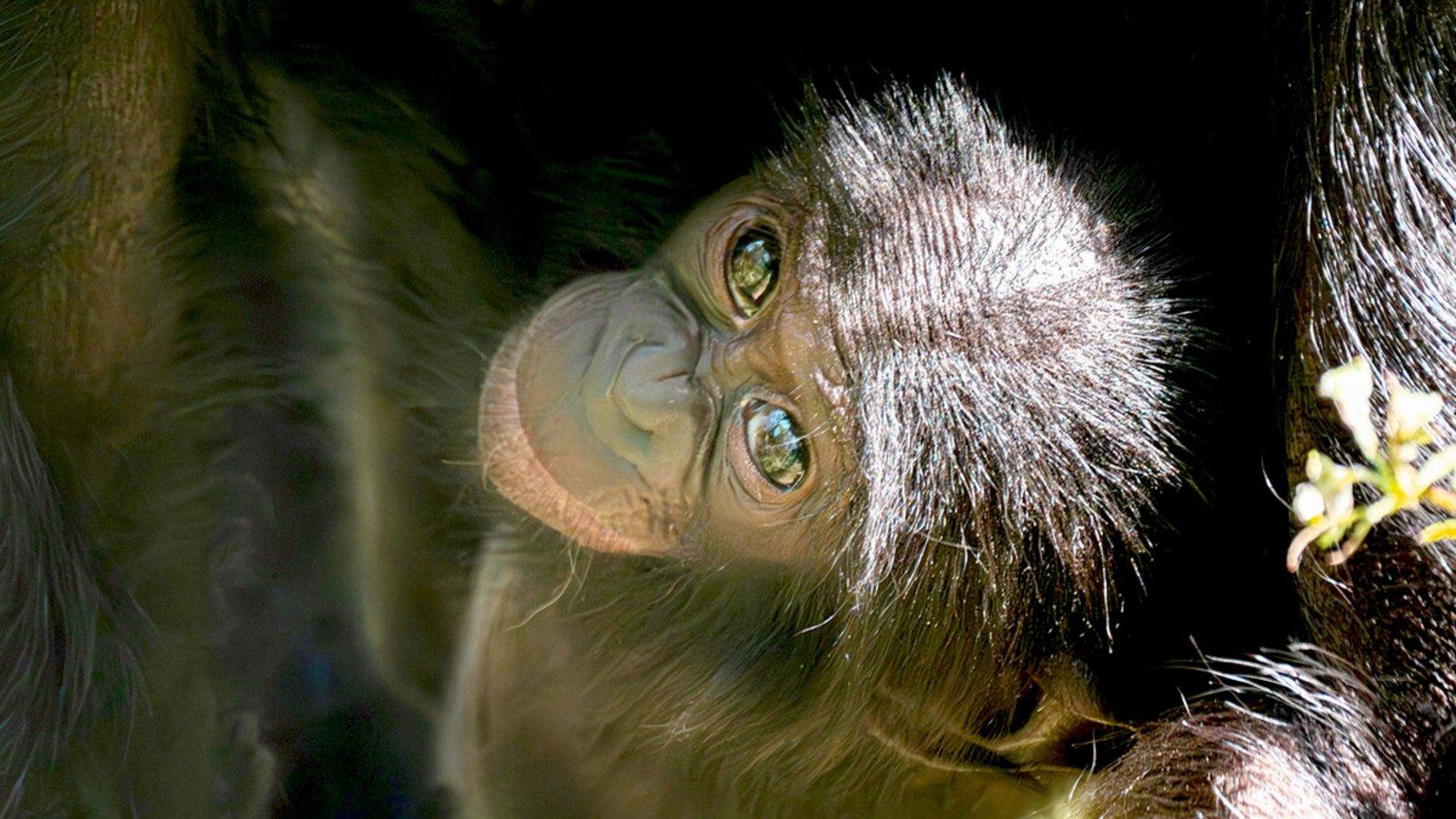 Das Bonobo-Baby Kasita wurde nur sechs Monate alt.Foto: Wilhelma Stuttgart/Birger Meierjohann Das Bonobo-Baby Kasita wurde nur sechs Monate alt.Foto: Wilhelma Stuttgart/Birger Meierjohann