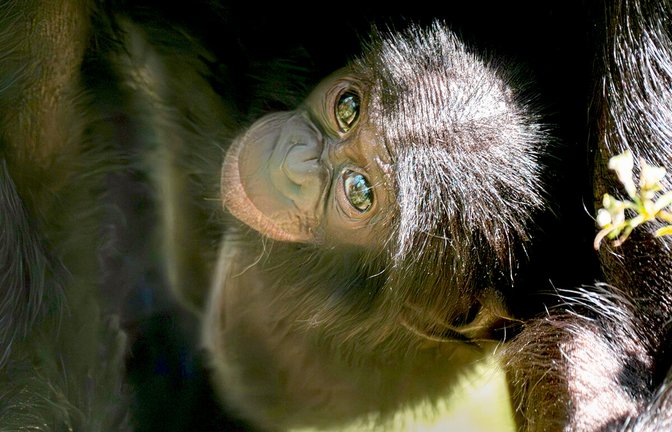 Das Bonobo-Baby Kasita wurde nur sechs Monate alt.<span class='image-autor'>Foto: Wilhelma Stuttgart/Birger Meierjohann</span>