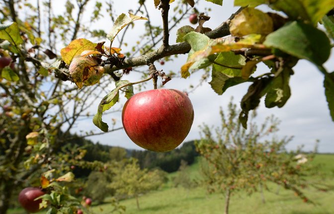 Streuobstwiesen sind weiter bedroht.<span class='image-autor'>Foto: Patrick Seeger/dpa</span>