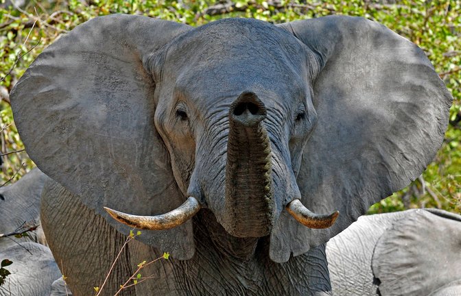 Abgespreizte Ohren heißen: Der Elefant ist gereizt, seine Stimmung kann leicht in Aggression umschlagen.<span class='image-autor'>Foto: imago/blickwinkel</span>