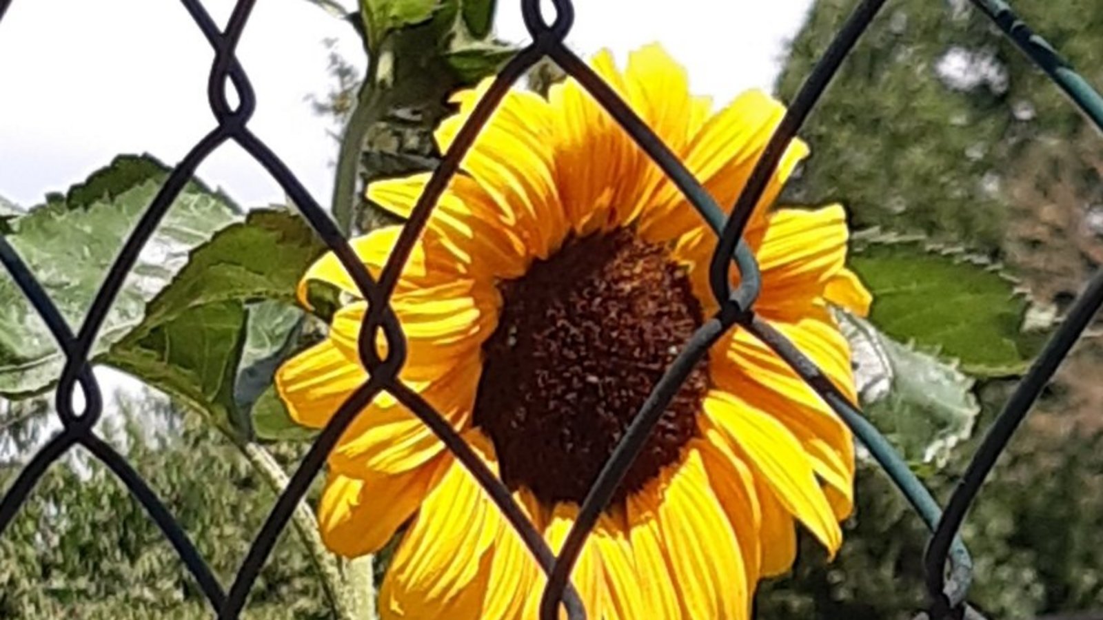 „Lasst mich raus“, scheint die Sonnenblume zu signalisieren. Foto: Gudrun Kraft-von Hausen