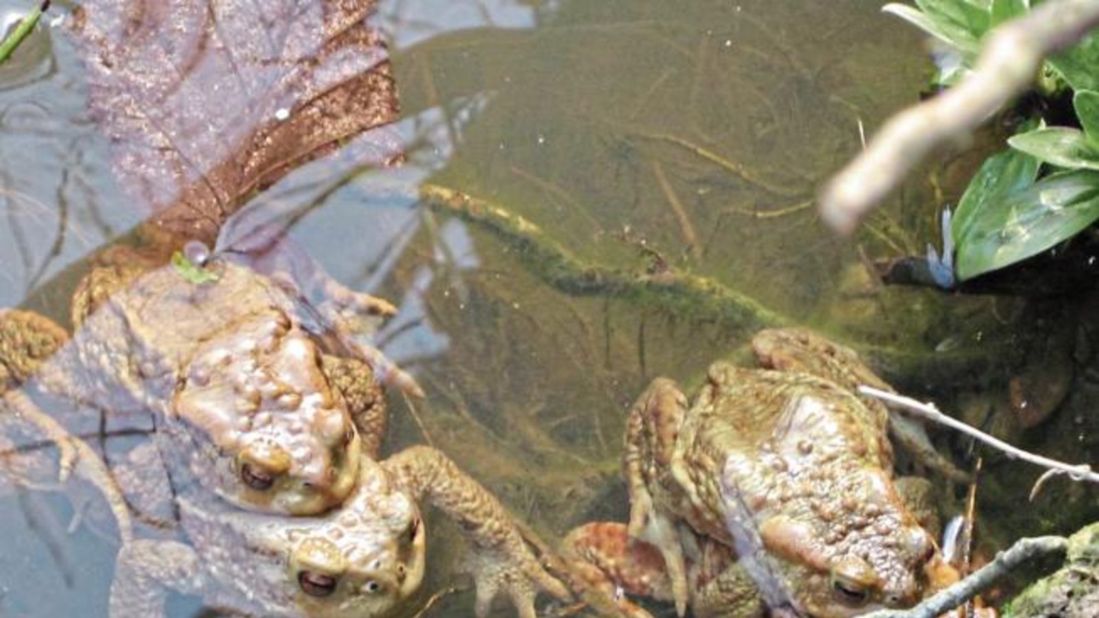 Nicht nur die Vögel, auch die Kröten wollen derzeit Hochzeit machen, wie Angelika Schütz an den Illinger Seen beobachten konnte.