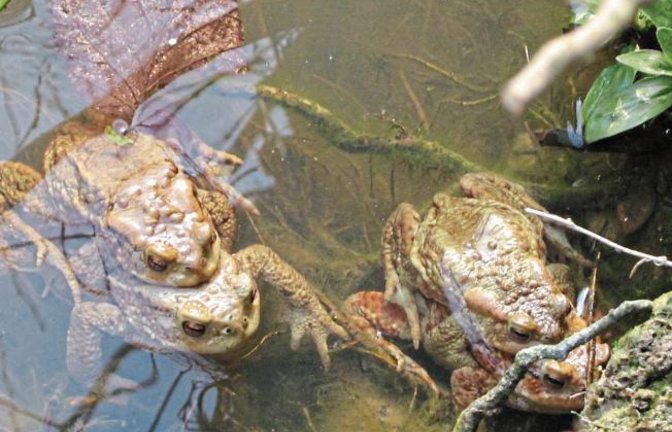 Nicht nur die Vögel, auch die Kröten wollen derzeit Hochzeit machen, wie Angelika Schütz an den Illinger Seen beobachten konnte.