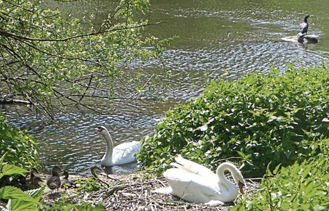 An der Enz wird fleißig und erfolgreich gebrütet, wie das Foto von Helga Graser beweist. Da staunt selbst der Kormoran, der hinten rechts in der Enz auf einem Stein sitzt.