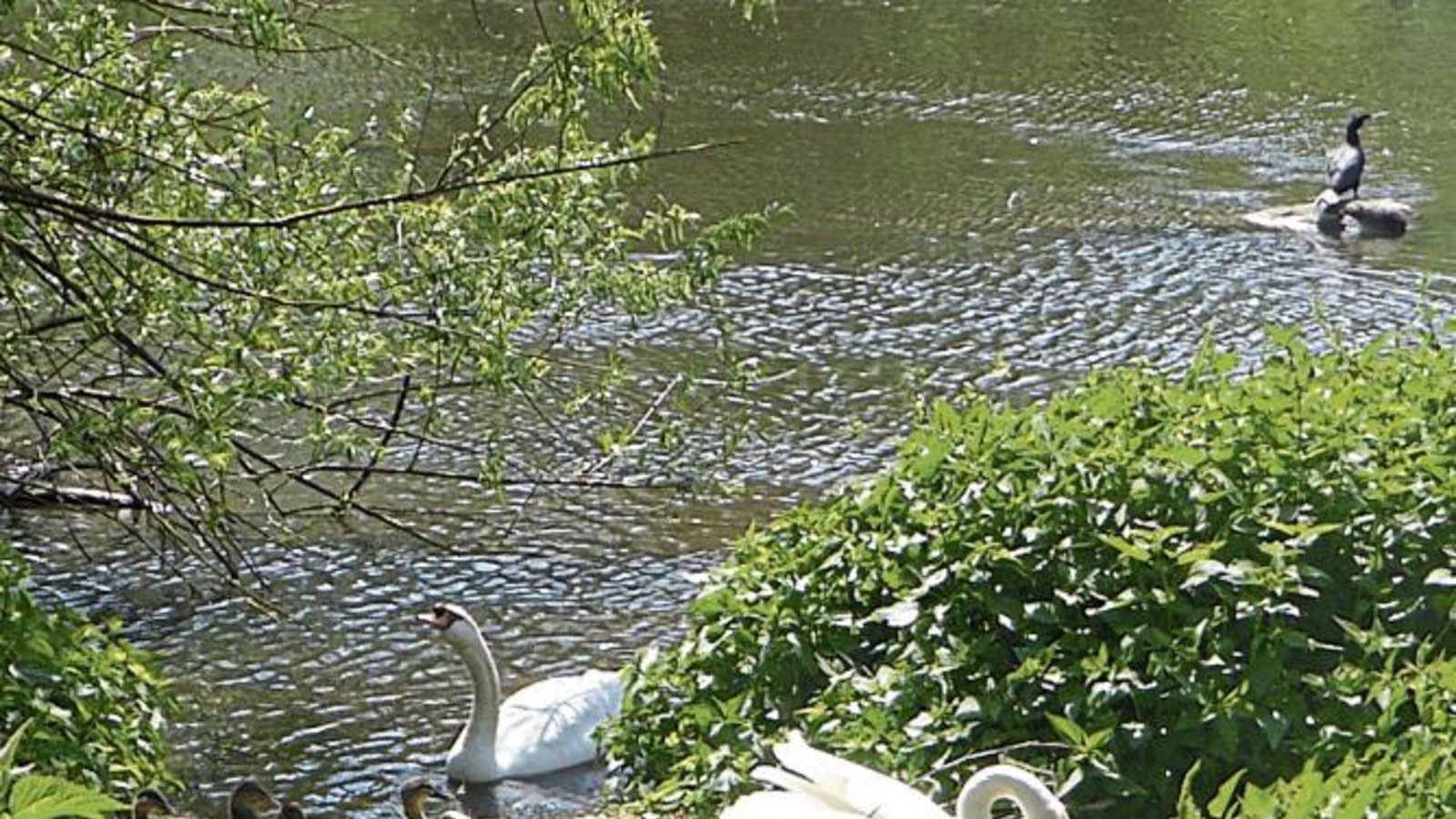 An der Enz wird fleißig und erfolgreich gebrütet, wie das Foto von Helga Graser beweist. Da staunt selbst der Kormoran, der hinten rechts in der Enz auf einem Stein sitzt. An der Enz wird fleißig und erfolgreich gebrütet, wie das Foto von Helga Graser beweist. Da staunt selbst der Kormoran, der hinten rechts in der Enz auf einem Stein sitzt.