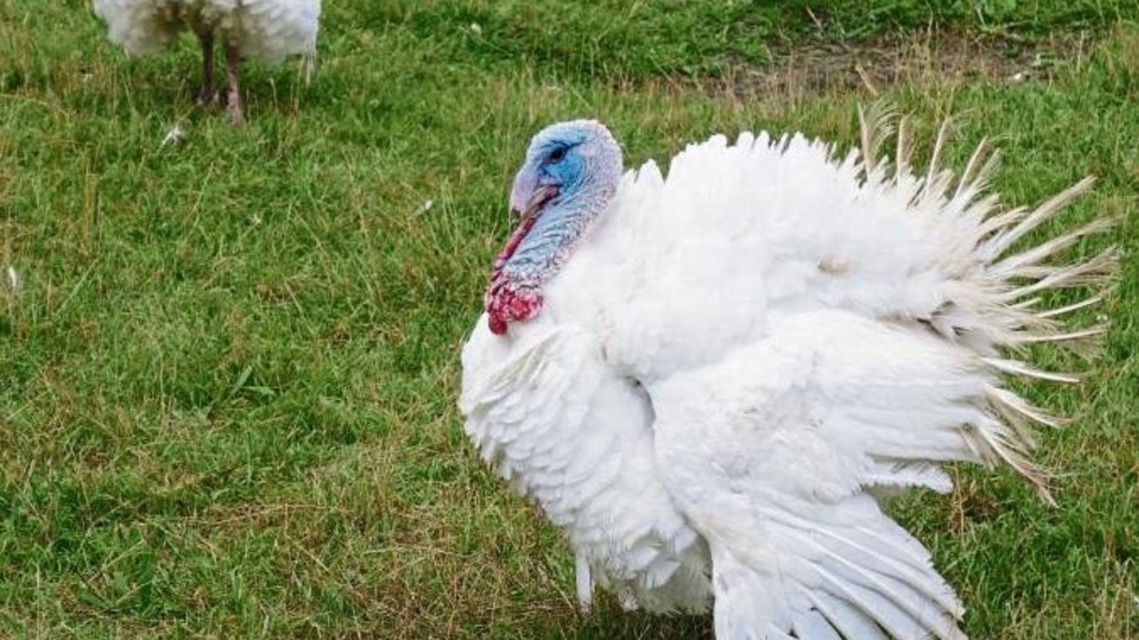 Wer ist der schönste Puter im ganzen Land? Gesehen in Aurich.  Foto: Rücker