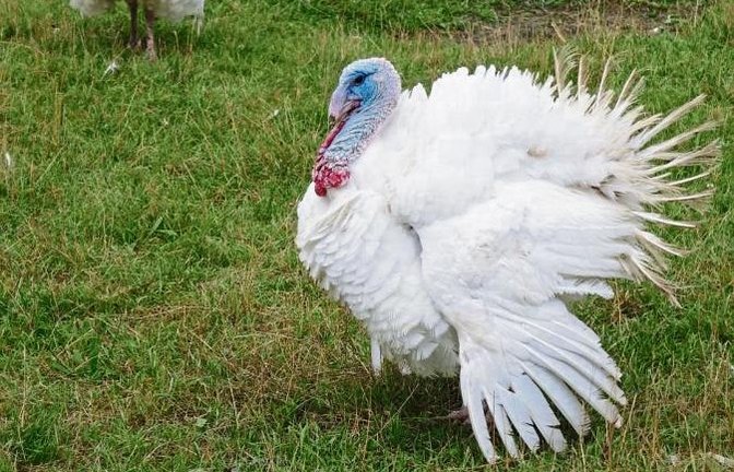 Wer ist der schönste Puter im ganzen Land? Gesehen in Aurich.  Foto: Rücker