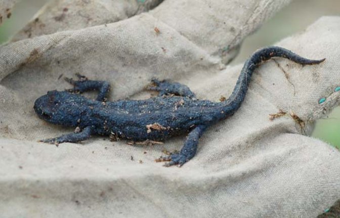 Üppige Funde im Kompost: Molche und Goldkäfer in der  Puppenhülle. Ein Maiwurm im Garten und ein Teil der Ernte: kunterbunte Bohnen. Fotos: Milerski