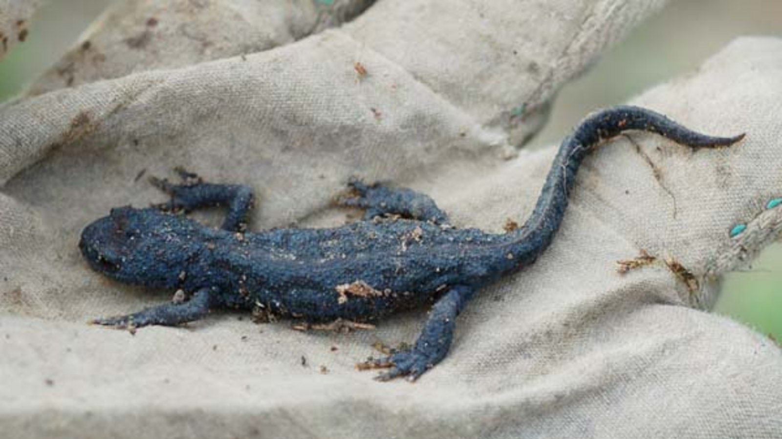 Üppige Funde im Kompost: Molche und Goldkäfer in der  Puppenhülle. Ein Maiwurm im Garten und ein Teil der Ernte: kunterbunte Bohnen. Fotos: Milerski