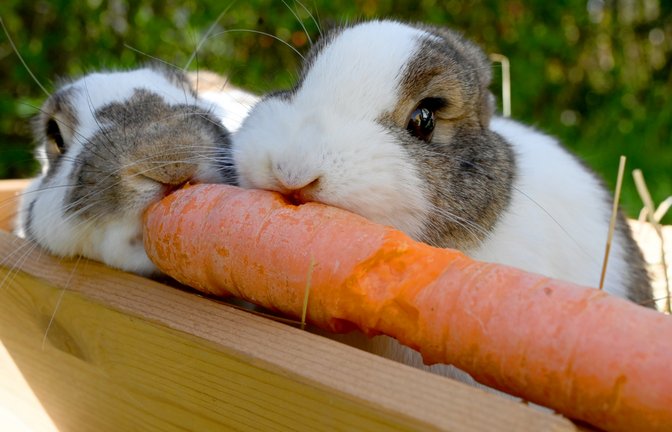 Der Osterhase muss sich noch einmal stärken. Und wir wünschen allen Leserinnen und Lesern schöne Osterfeiertage. <span class='image-autor'>Foto: Kuhnle</span>