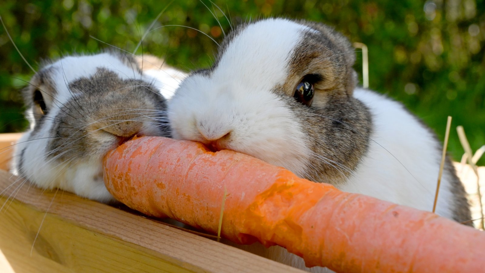 Der Osterhase muss sich noch einmal stärken. Und wir wünschen allen Leserinnen und Lesern schöne Osterfeiertage. Foto: Kuhnle Der Osterhase muss sich noch einmal stärken. Und wir wünschen allen Leserinnen und Lesern schöne Osterfeiertage. Foto: Kuhnle