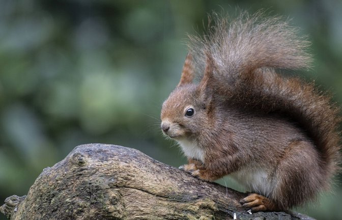 Putzig und gefährlich: Das flauschige Pelztier „Sciurus vulgaris“, besser bekannt als rotes Eichhörnchen, war im Mittelalter ein wichtiger Wirt für das Lepra-Bakterium.<span class='image-autor'>Foto: Imago/Imagebroker</span>
