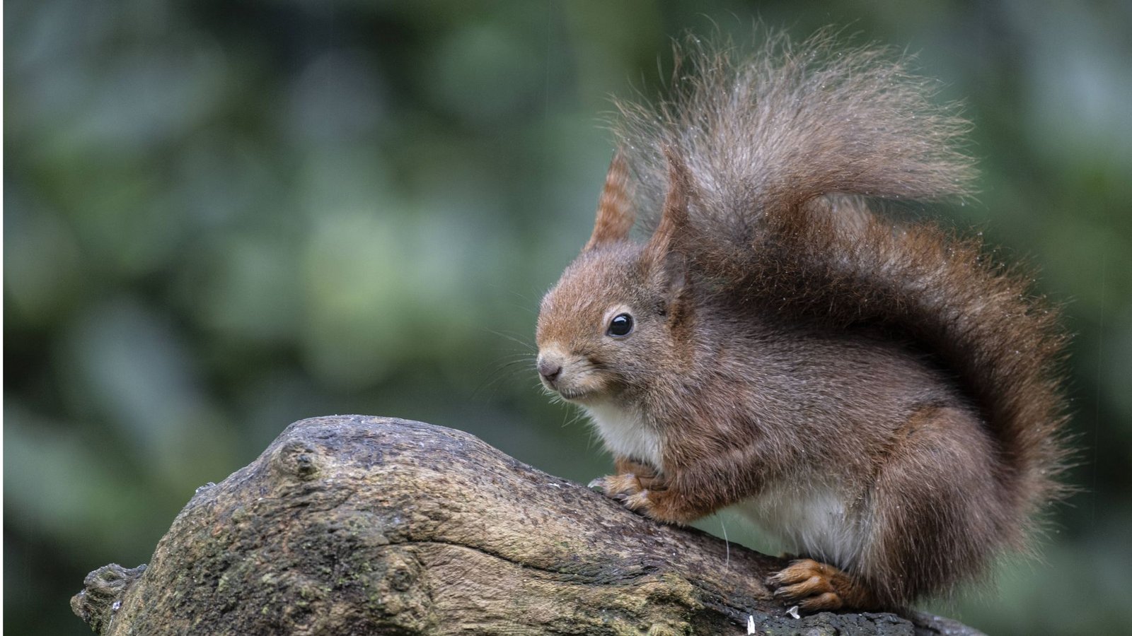 Putzig und gefährlich: Das flauschige Pelztier „Sciurus vulgaris“, besser bekannt als rotes Eichhörnchen, war im Mittelalter ein wichtiger Wirt für das Lepra-Bakterium.Foto: Imago/Imagebroker Putzig und gefährlich: Das flauschige Pelztier „Sciurus vulgaris“, besser bekannt als rotes Eichhörnchen, war im Mittelalter ein wichtiger Wirt für das Lepra-Bakterium.Foto: Imago/Imagebroker