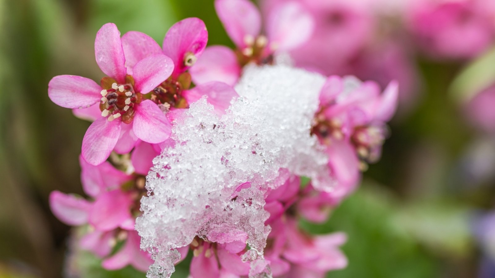 Alles Wichtige über das Wetterphänomen der Eisheiligen, die Bedeutung für Gärtner und die aktuellen Prognosen.Foto: YueStock / Shutterstock.com