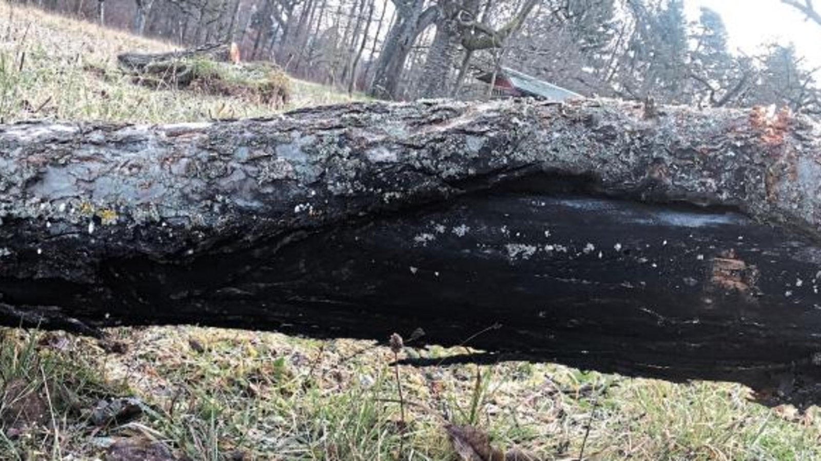 Die schwarzen Fruchtkörper des Pilzes werden sichtbar, der Stamm sieht verbrannt aus. Die schwarzen Fruchtkörper des Pilzes werden sichtbar, der Stamm sieht verbrannt aus.
