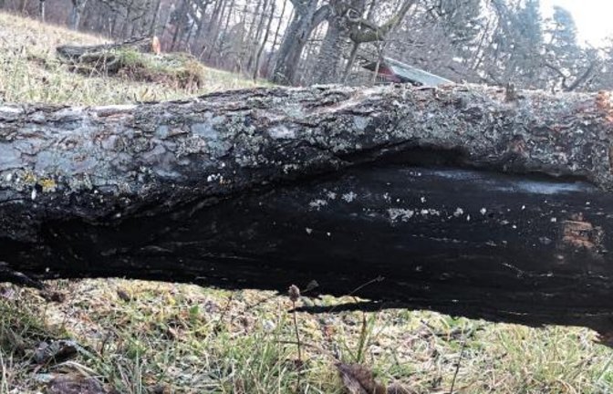 Die schwarzen Fruchtkörper des Pilzes werden sichtbar, der Stamm sieht verbrannt aus.
