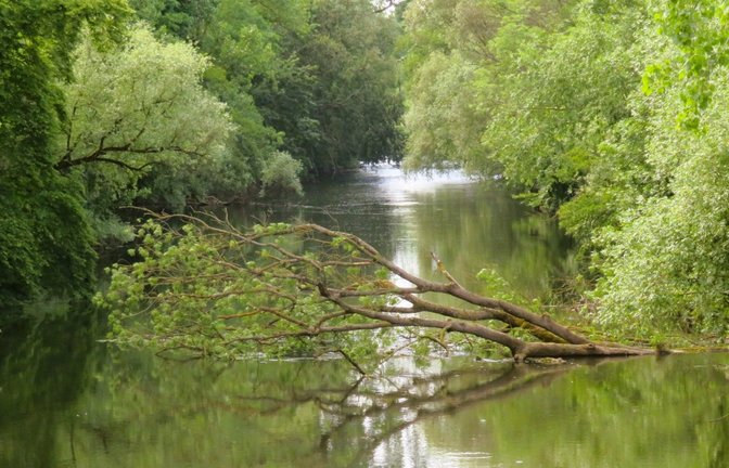 Ein umstürzender Baum wird Kanufahrern auf der Enz am Montag zum Verhängnis. <span class='image-autor'>Foto: Arning</span>
