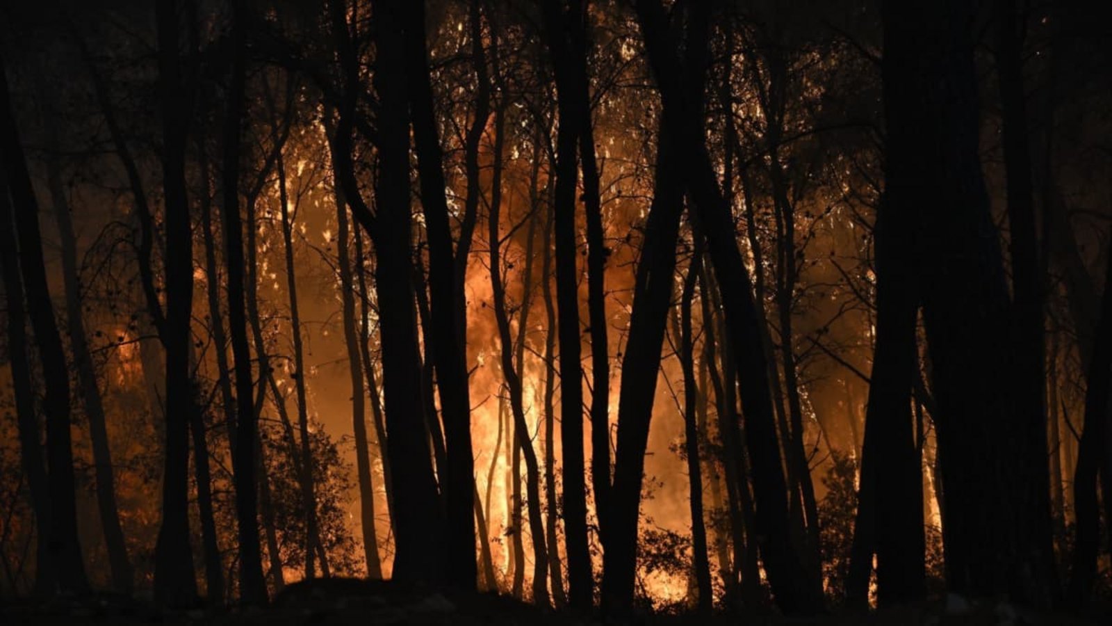 Waldbrände in Griechenland aktuell: Bei einem Waldbrand in der Nähe von Porto Germeno, nordwestlich von Athen Flammen durch einen Wald.Michael Varaklas/AP/dpa Waldbrände in Griechenland aktuell: Bei einem Waldbrand in der Nähe von Porto Germeno, nordwestlich von Athen Flammen durch einen Wald.Michael Varaklas/AP/dpa